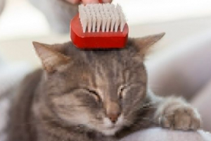 Як піклуватися про кішку: топ 10 рад Як піклуватися про кішку: топ 10 рад